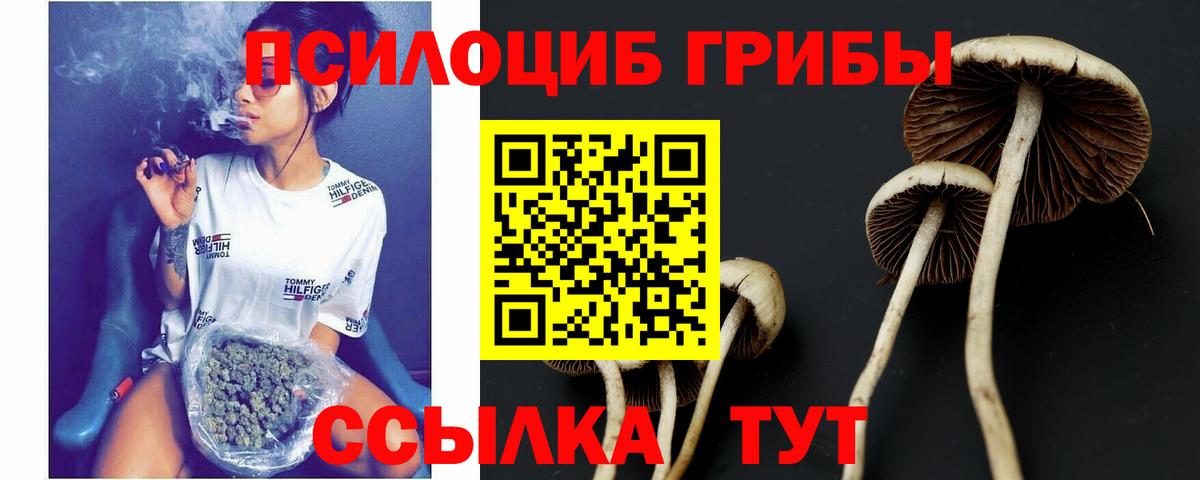 Галлюциногенные грибы Psilocybe Россия